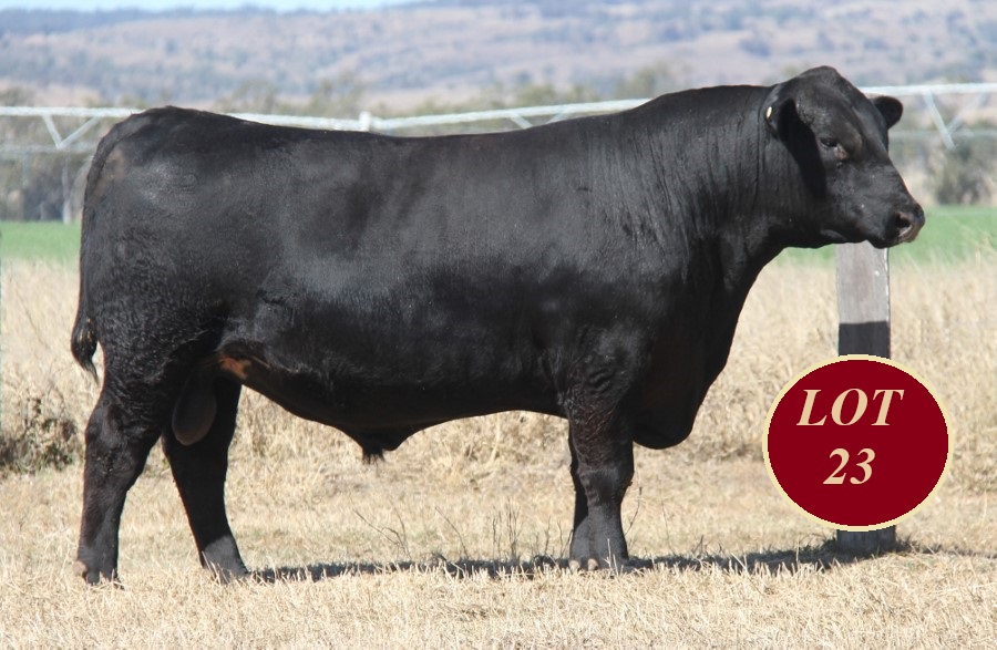 Lot 23 Whitaker Mr 1236