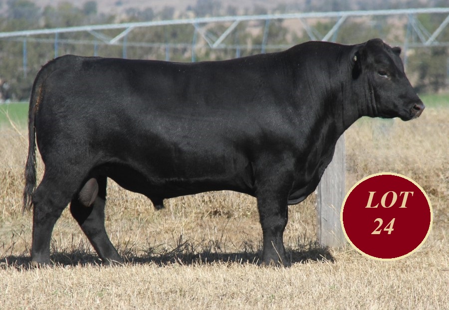 Lot 24 Whitaker Mr 1239