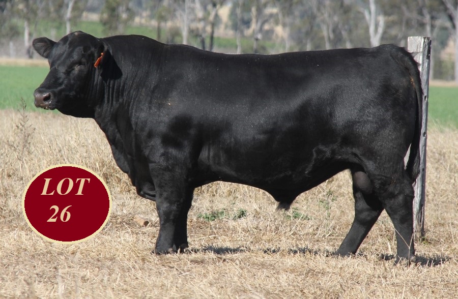 Lot 26 Whitaker Mr 1233