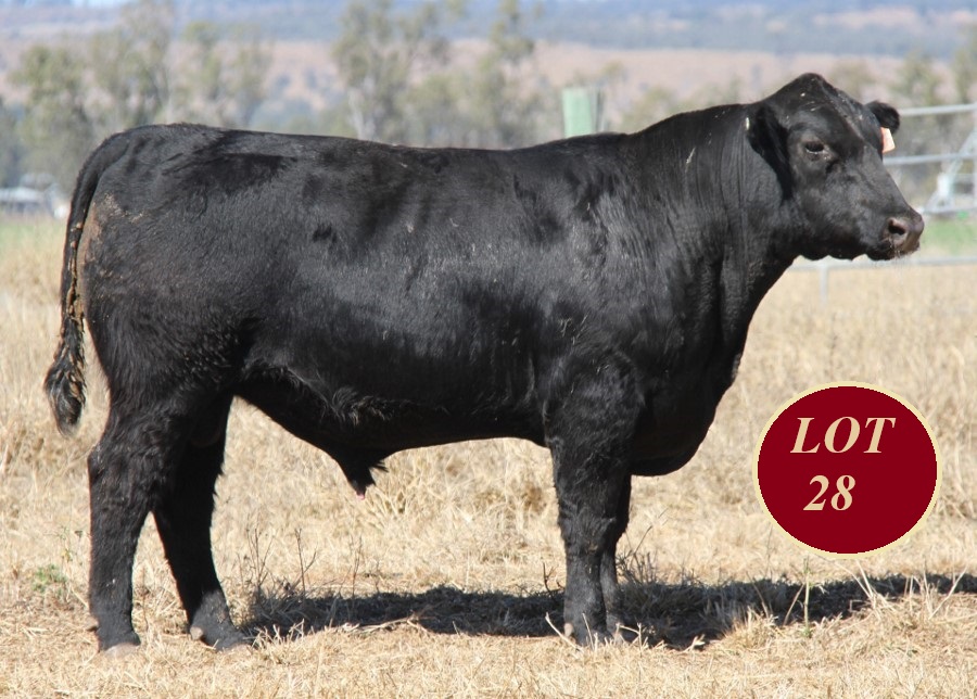 Lot 28 Whitaker Mr 1285