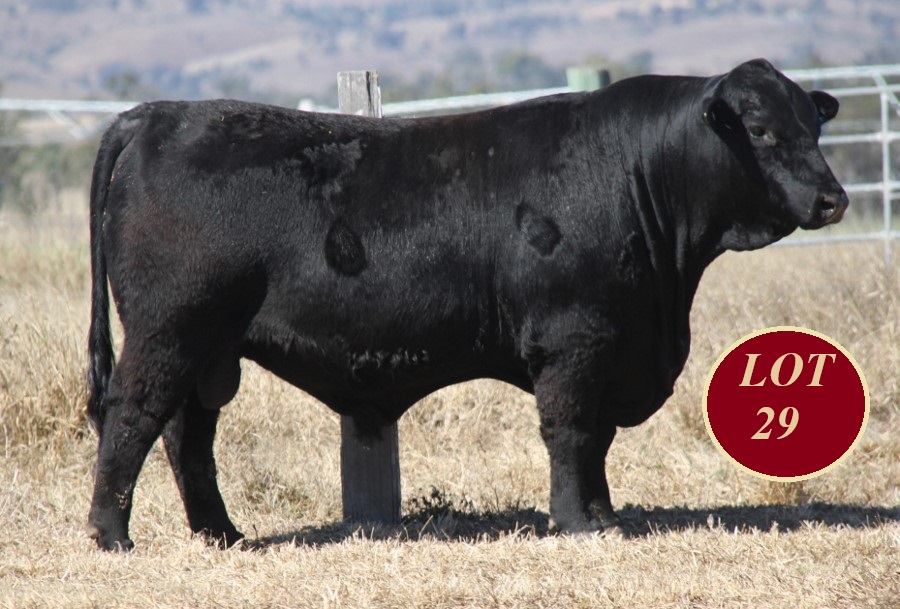 Lot 29 Whitaker Mr 1230
