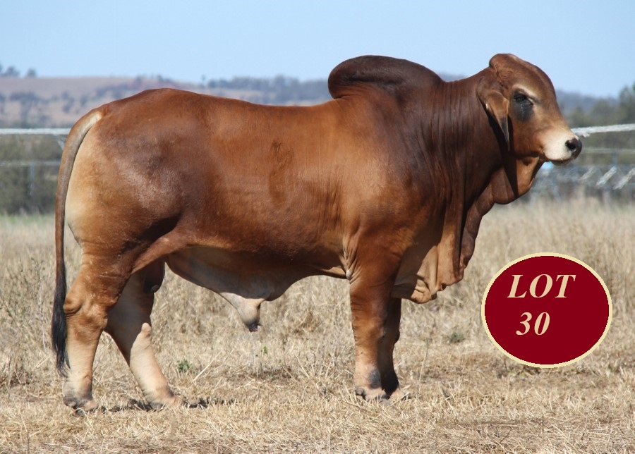 Lot 30 Whitaker Mr 1144