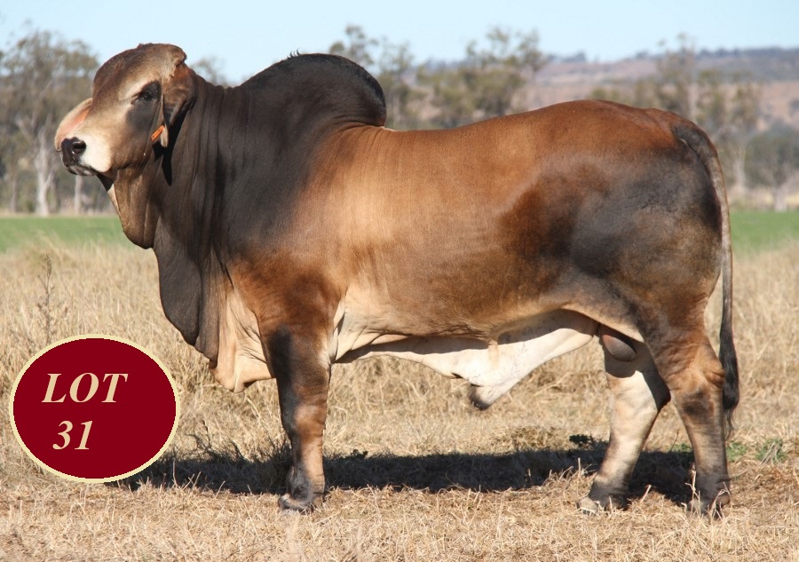 Lot 31 Whitaker Mr 1140