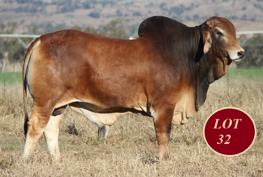 Lot 32 Whitaker Mr 1327