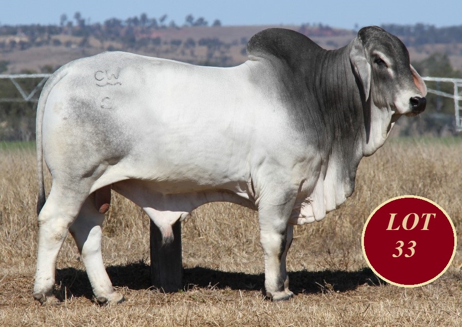 Lot 33 Whitaker Mr 1168