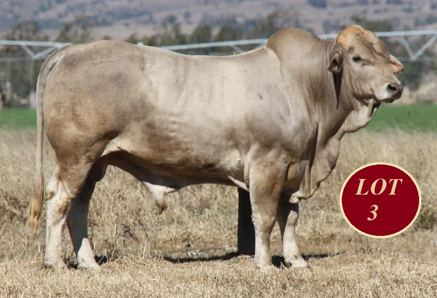 Lot 3 Whitaker Mr 1329