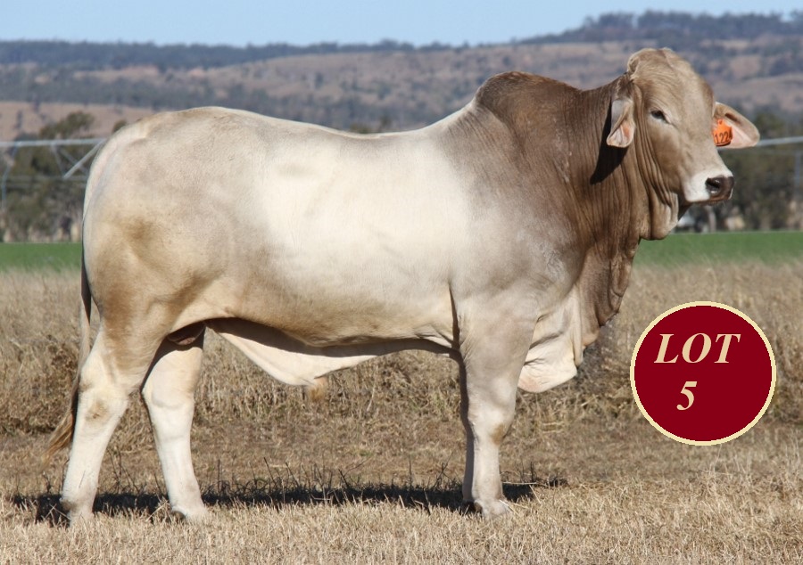 Lot 5 Whitaker Mr 1224