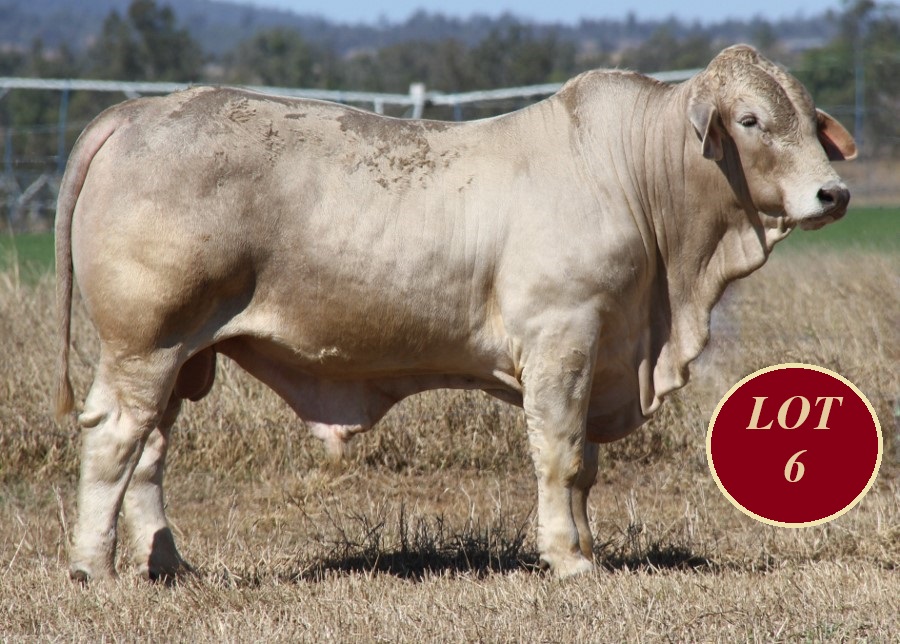 Lot 6 Whitaker Mr 1269