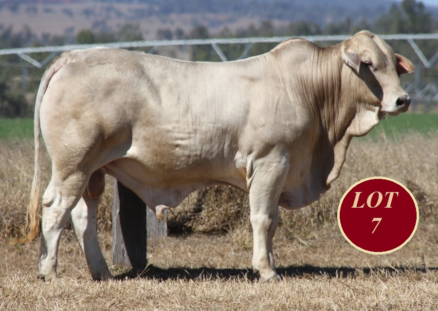 Lot 7 Whitaker Mr 1370