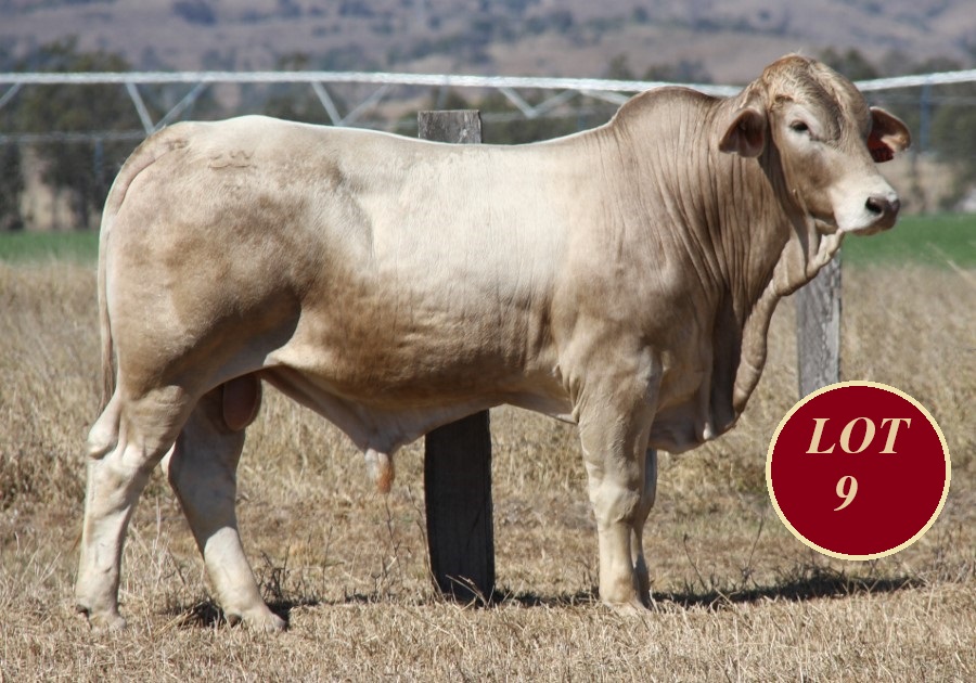 Lot 9 Whitaker Mr 1372