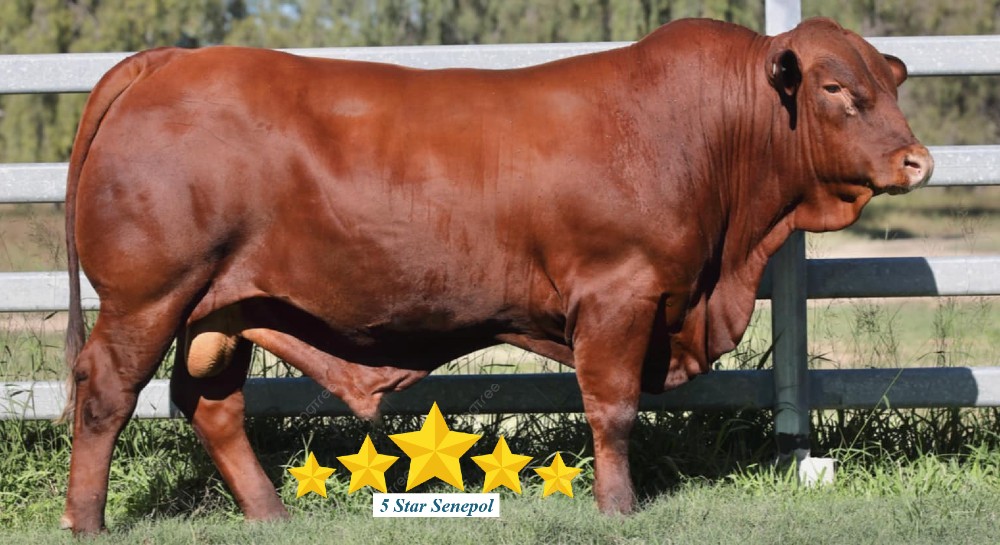 5 Star Ferdinand 230607 1 1