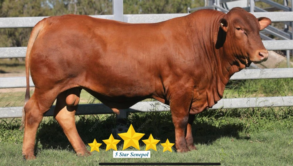 5 Star Winston 230626 1 1