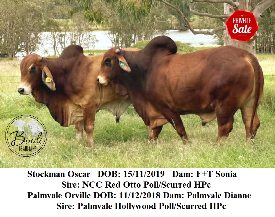 Stockman Oscar and Palmvale Orville 1