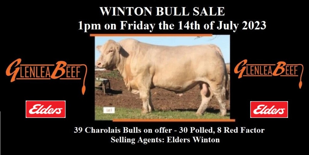 GLENLEA BEEF CHAROLAIS SALES 2023 Jim Pola Digital Marketing