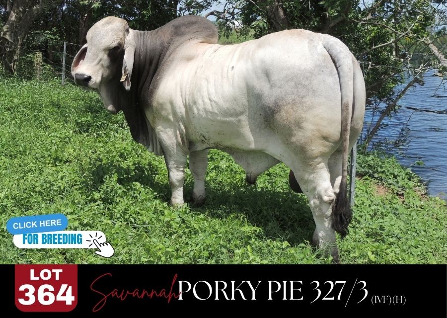 lot 364sd