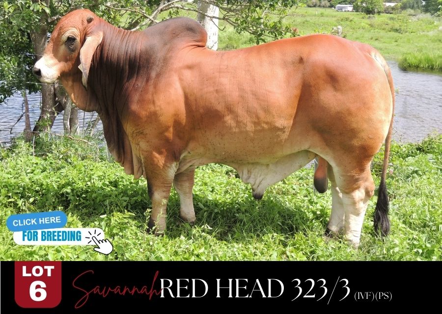lot 6 vbgb