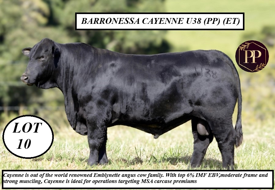 LOT 10 BARRONESSA CAYENNE U38 PPET