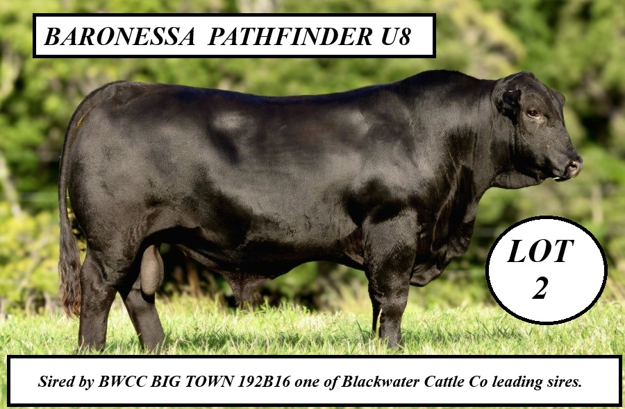 LOT 2 BARRONESSA PATHFINDER U8 PPET
