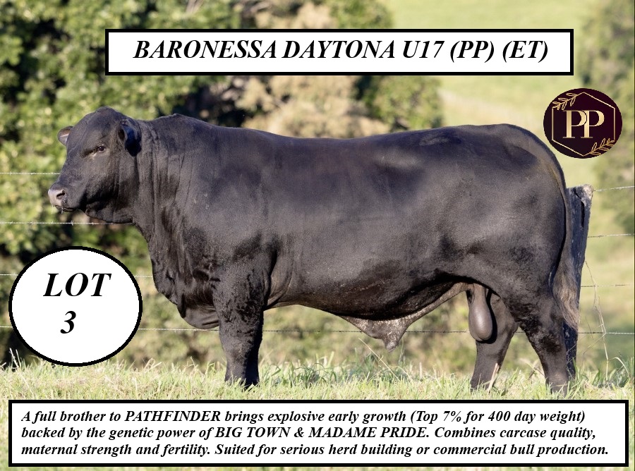 LOT 3 BARRONESSA DAYTONA U17 PPET