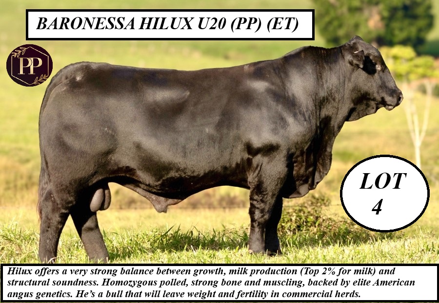 LOT 4 BARRONESSA HILUX U20 PPET