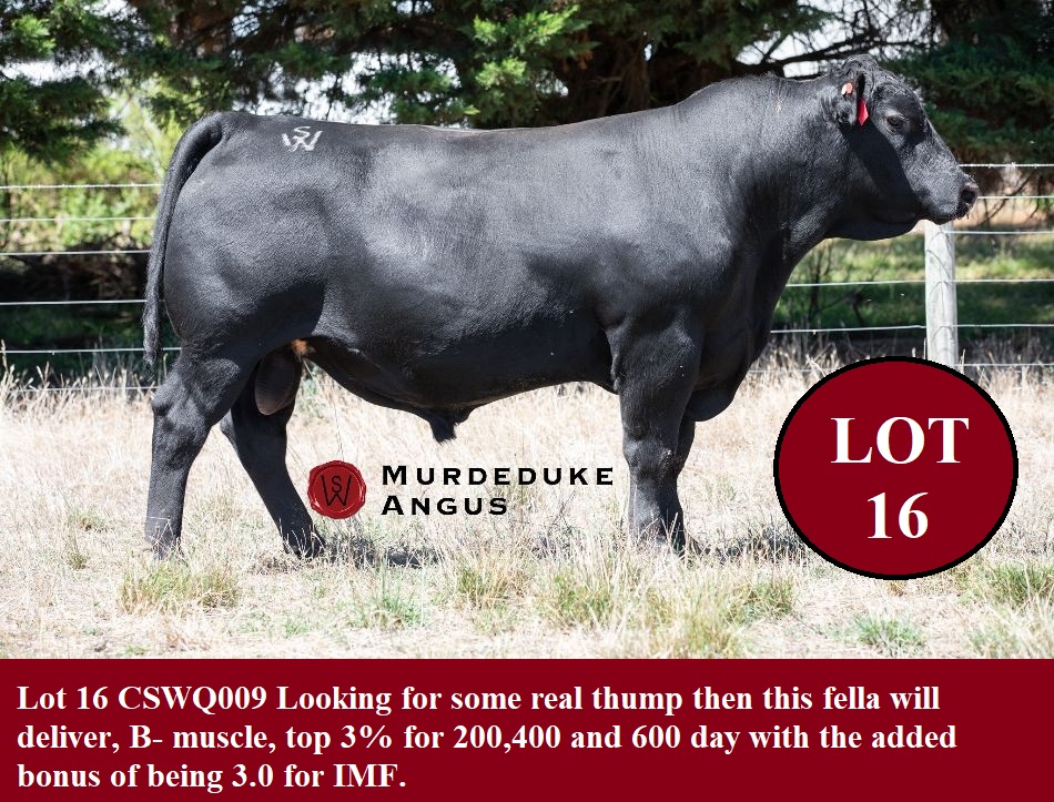 Lot 16 CSWQ009