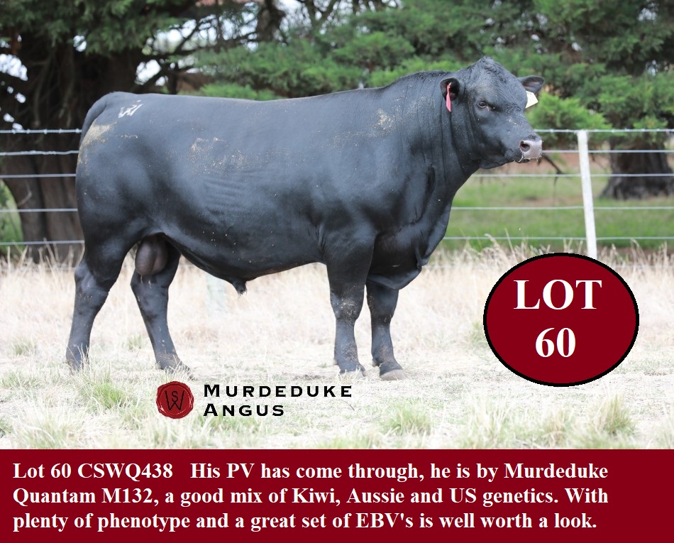 Lot 60 CSWQ438