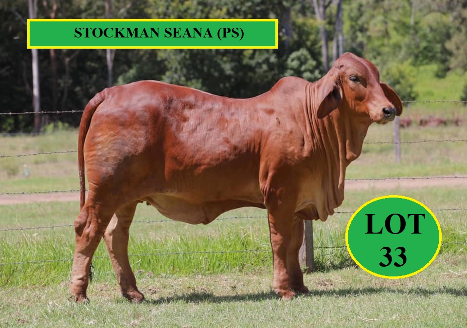 Lot 33 Stockman