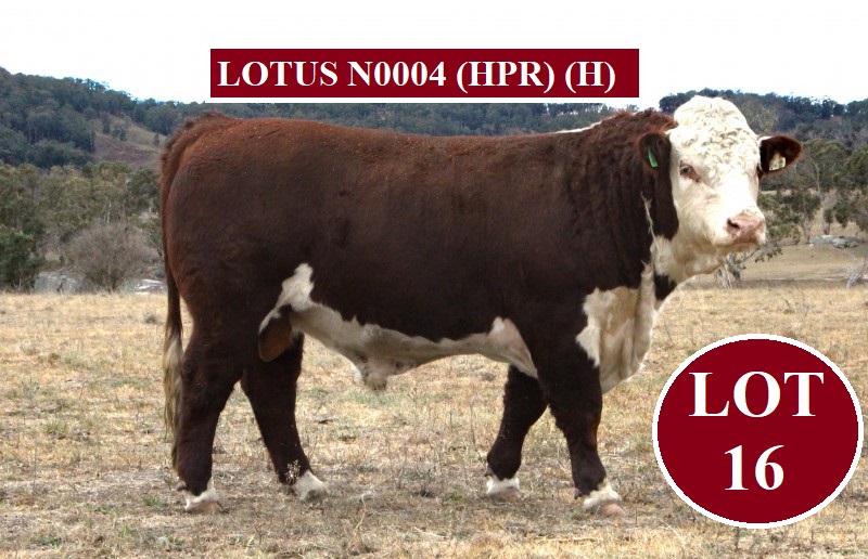 LOT 16