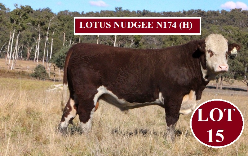 lot 15