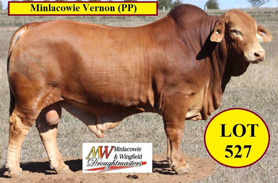 Minlacowie Vernon Lot 527