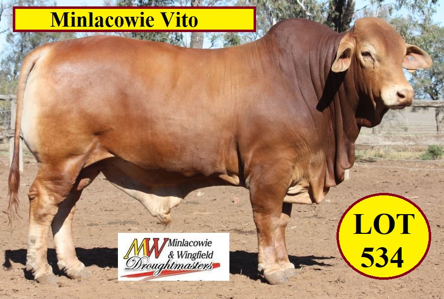 Minlacowie Vito Lot 534