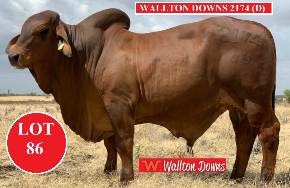 WALLTON DOWNS 2174 LOT 86