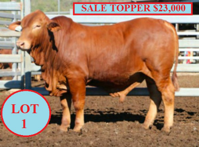 LOT1 TOPPER