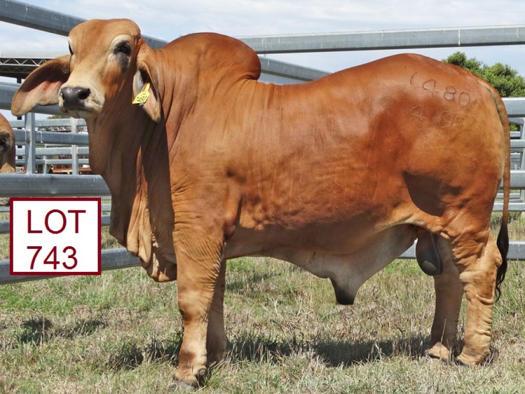 Billabong Stud Brahman Week Bulls. - Jim Pola Digital Marketing