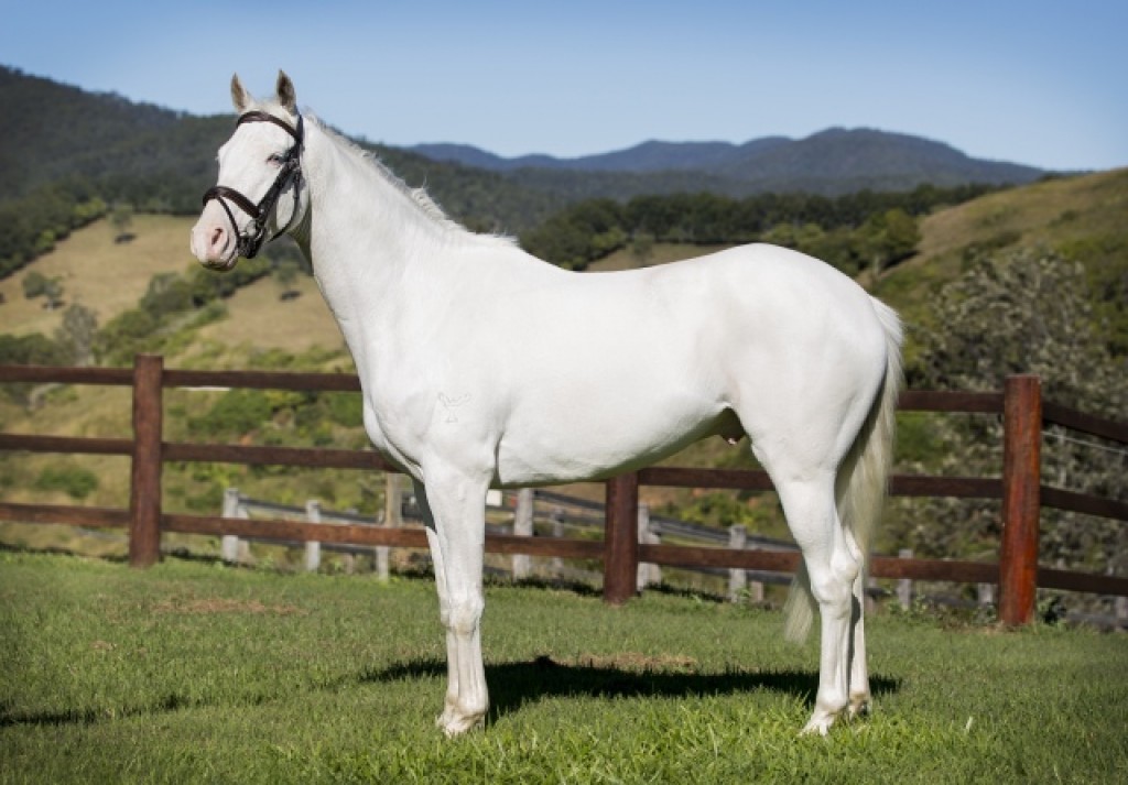 White Thoroughbred Horses