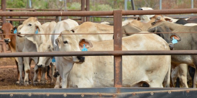 Indonesian cattle quota announced for start of 2016