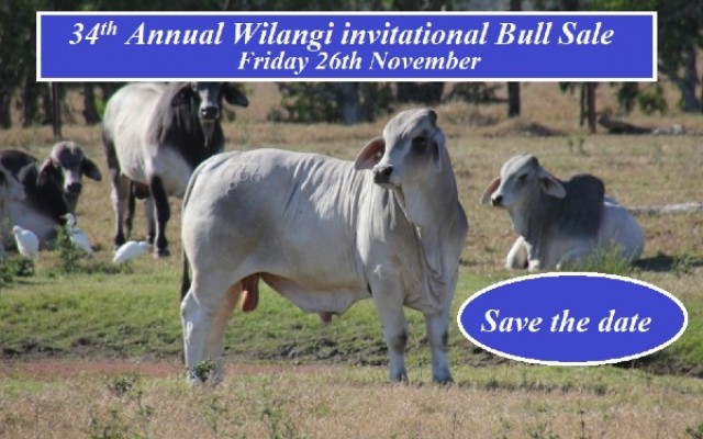 Wilangi Invitational Bull Sale Friday 26th November 