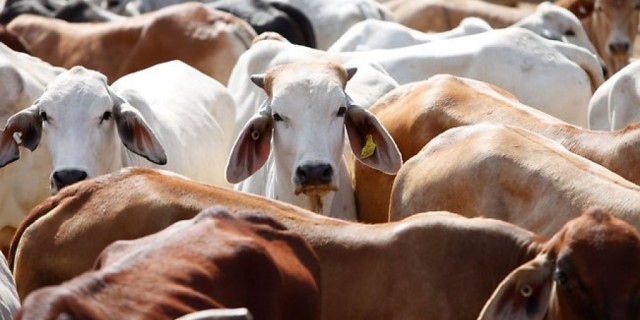 China: new market for livestock exports