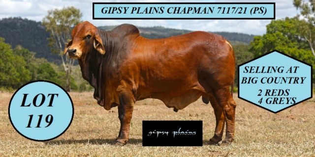  Gipsy Plains Brahmans Big Country Sale  2023