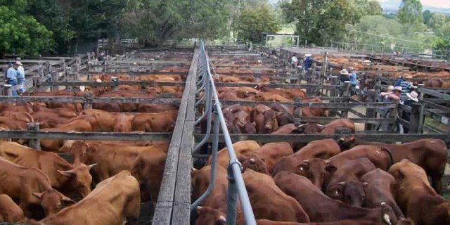 30-year high annual average cattle prices 2015