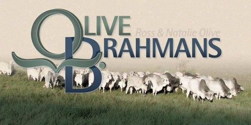 Olive Brahmans