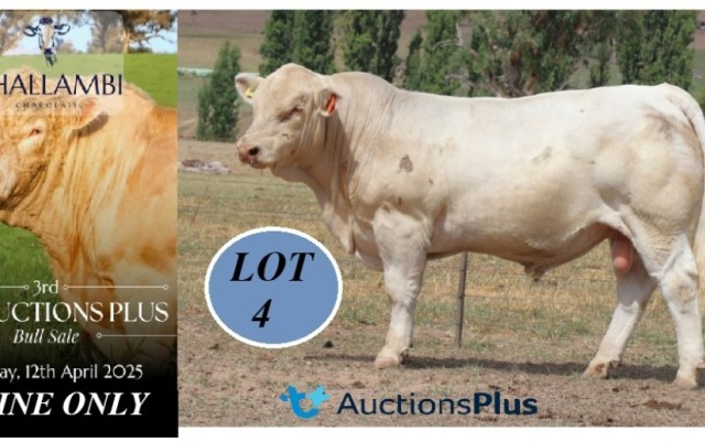 3rd Annual Challambi Charolais Production Plus Bull Sale 