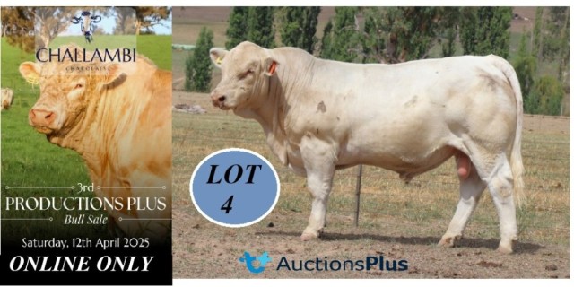 3rd Annual Challambi Charolais Production Plus Bull Sale 