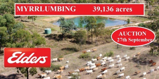 MYRRLUMBING   ( with  1,335 mostly high grade Brahman cattle )