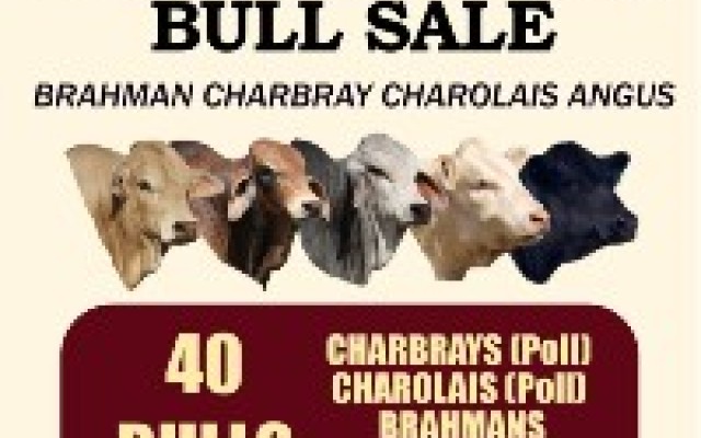 Whitaker Beef Bull Sale 2023