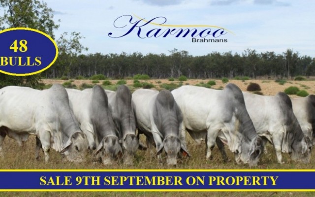 Karmoo Brahmans on Property Bull Sale