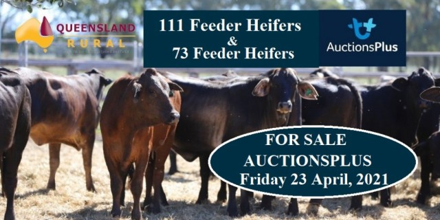 111 Feeder Heifers & 73 Feeder Heifers FOR SALE