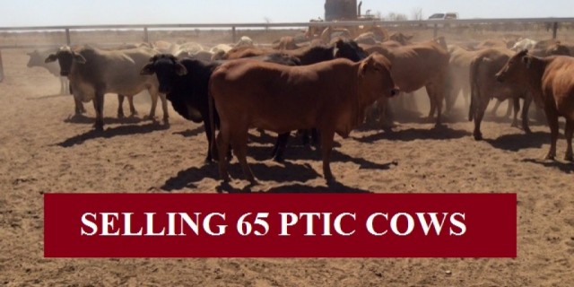 SELLING 65 PTIC COWS