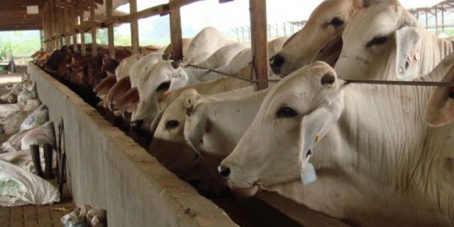 Indonesia policy U-turn on cattle