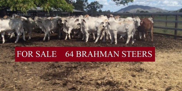  64 BRAHMAN STEERS FOR SALE 